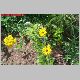 coreopsis et santoline.jpg